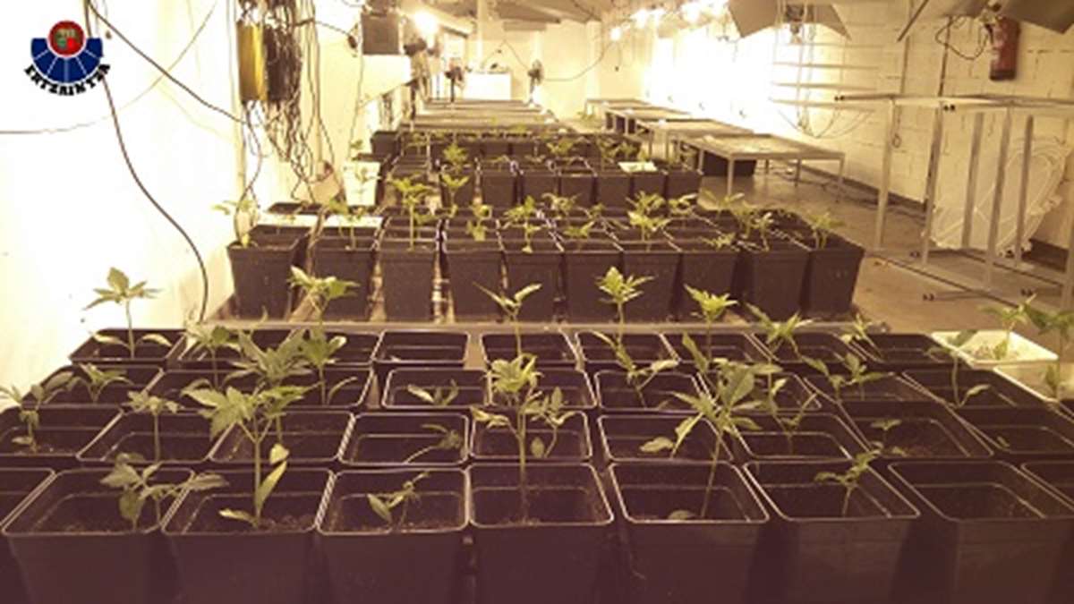 Desmantelada Una Plantaci N De Marihuana En Ir N Gipuzkoa